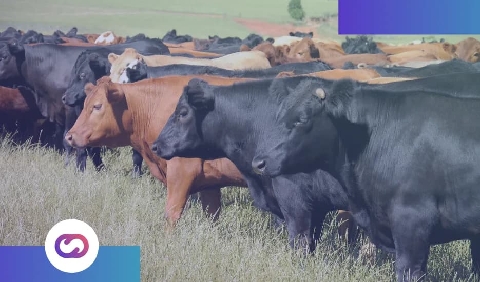 Livestock tracked across grazing land with LoRaWAN monitoring devices