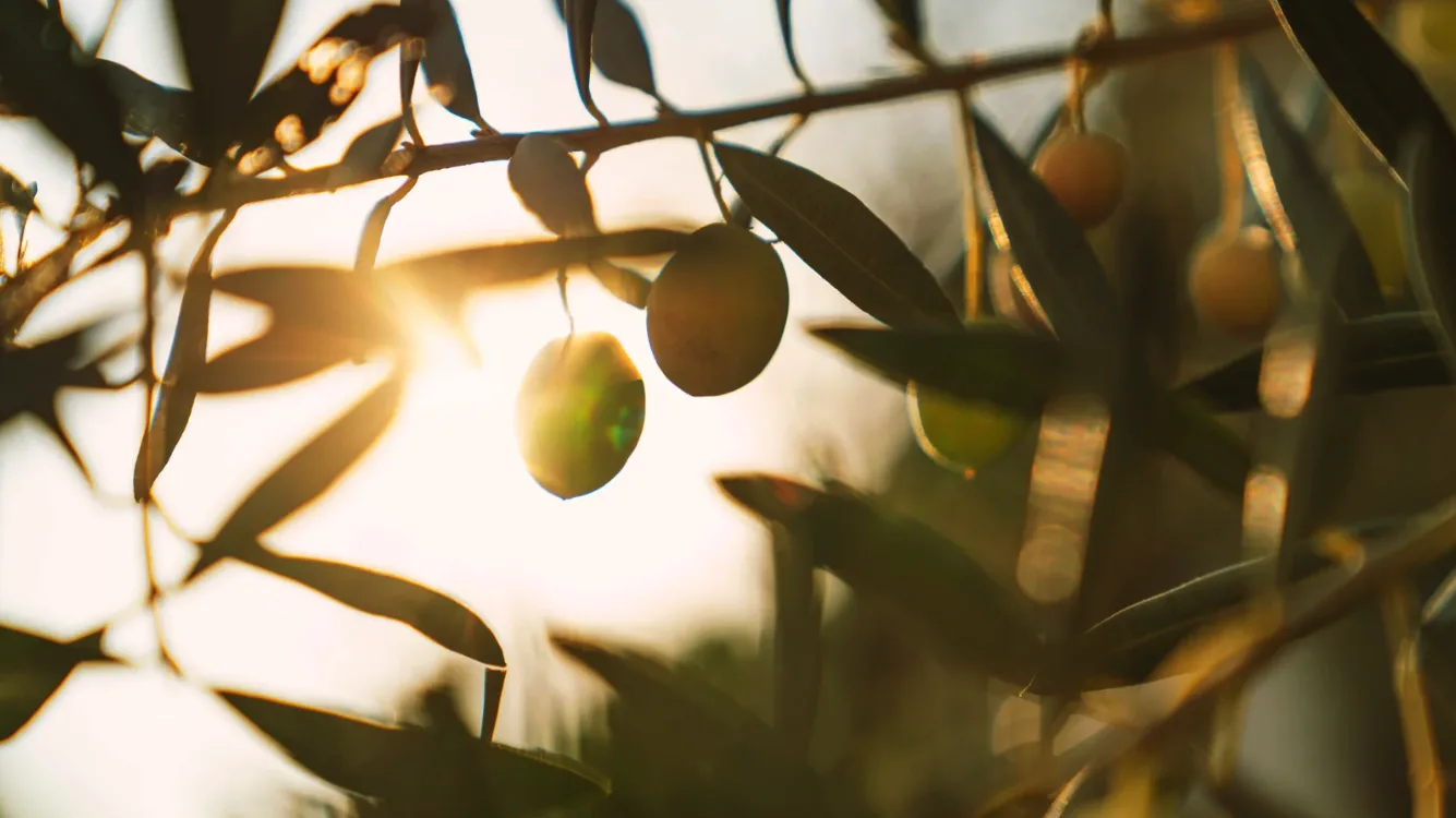 Tus olivos con IoT